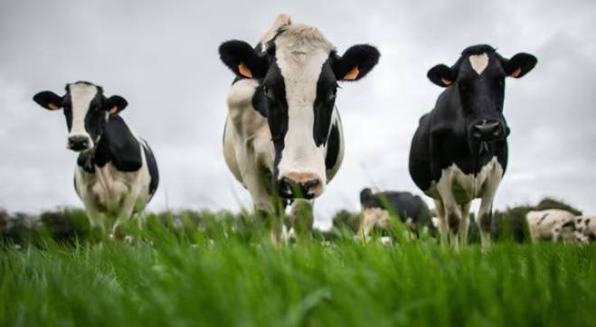 vaches en France