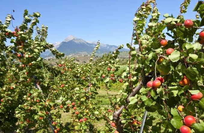 Suisse dévoile une stratégie climatique solide pour une agriculture durable